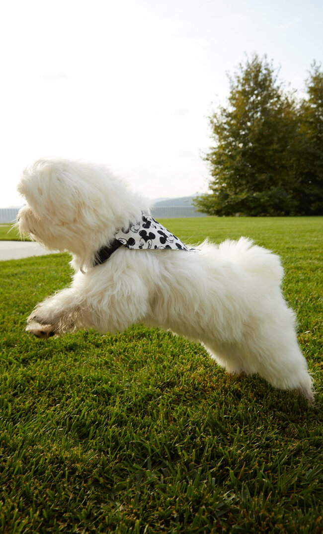 Stradivarius Mickey Mouse Pet Bandana And Collar Set Ecru 103