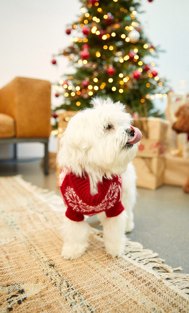 Stradivarius Weihnachtlicher Pullover Für Haustiere Rot M
