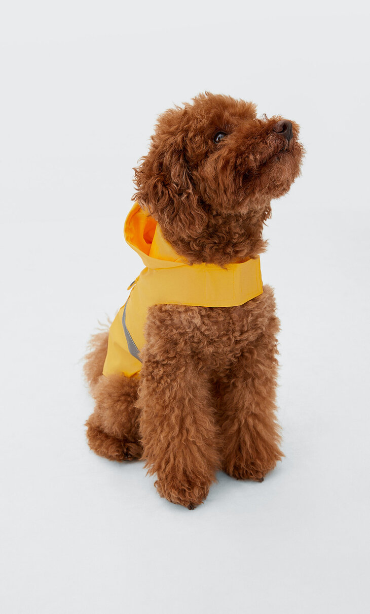 Chubasquero mascotas | Stradivarius España