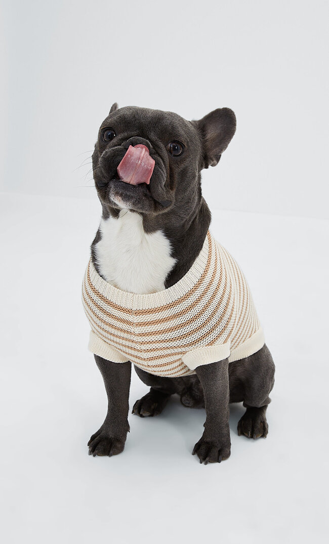 

Stradivarius Gemusterter Pullover Für Haustiere Vanille L