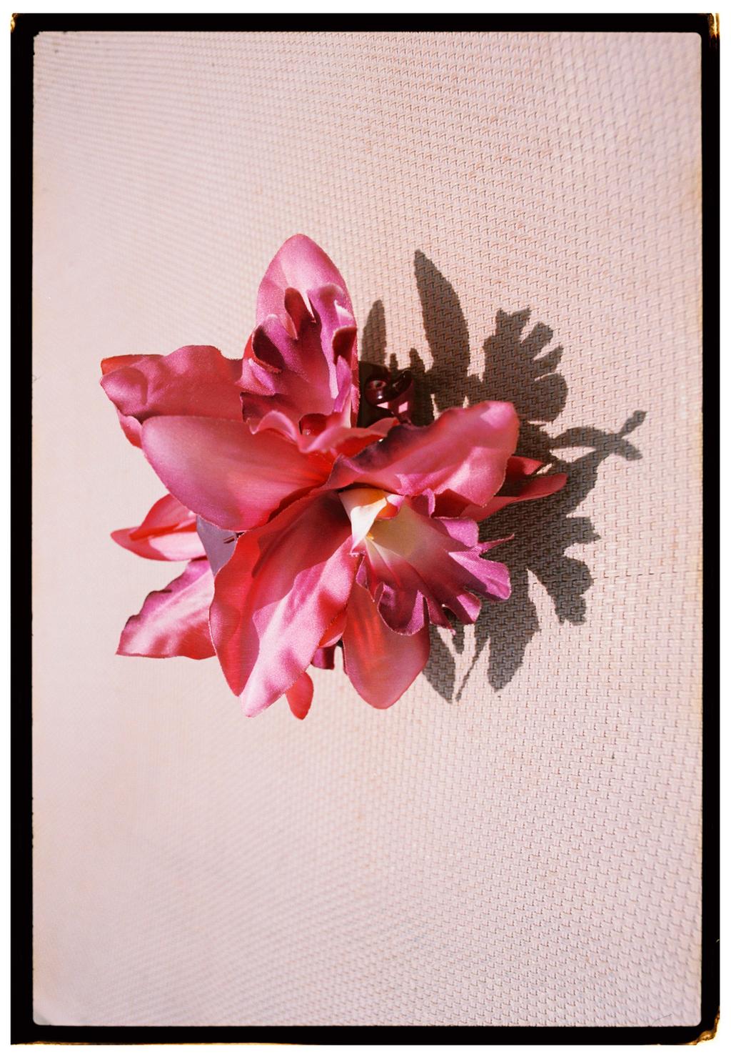 Pinza pelo flor orquídea